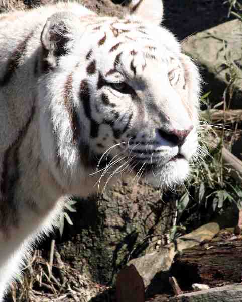 _MG_9348.jpg