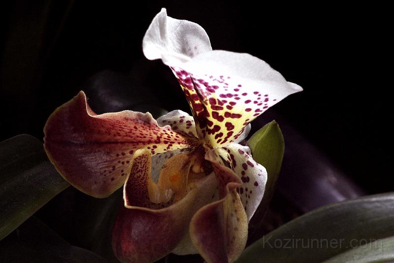 _MG_2763.JPG