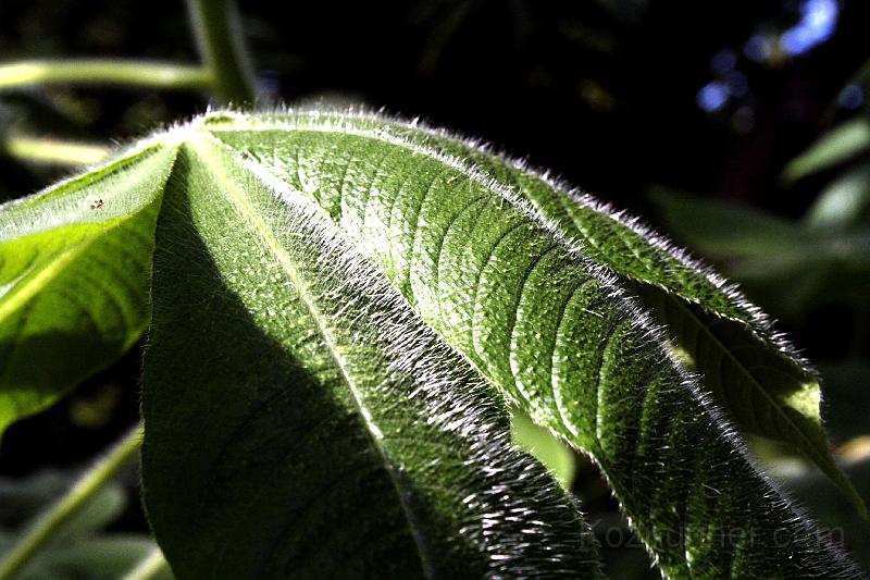 _MG_2825.JPG