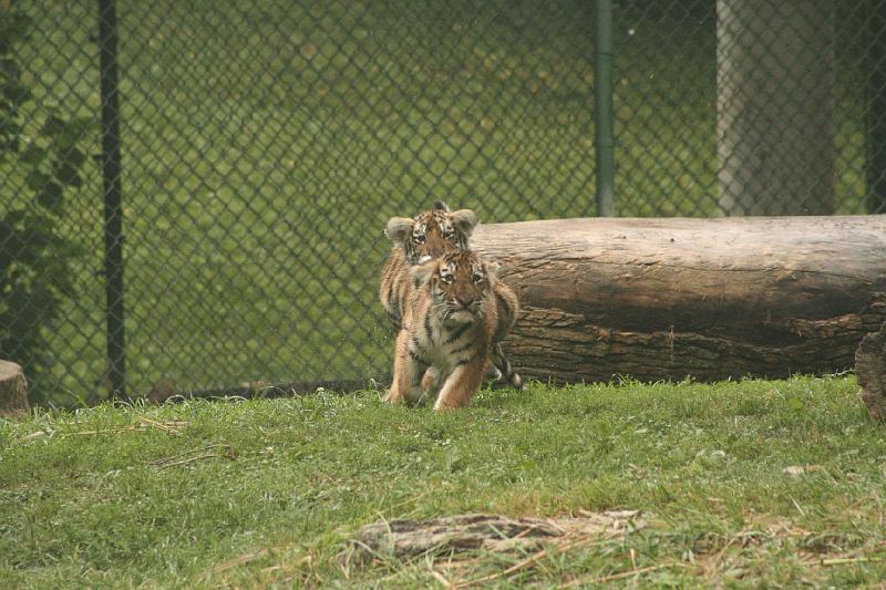 _MG_2183.JPG