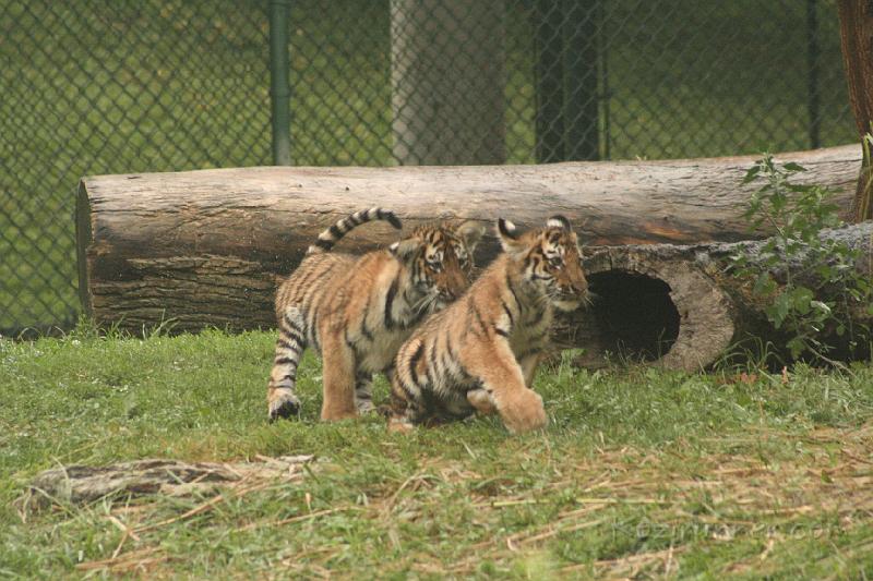 _MG_2185.JPG