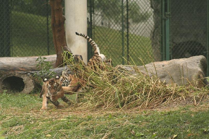 _MG_2186.JPG