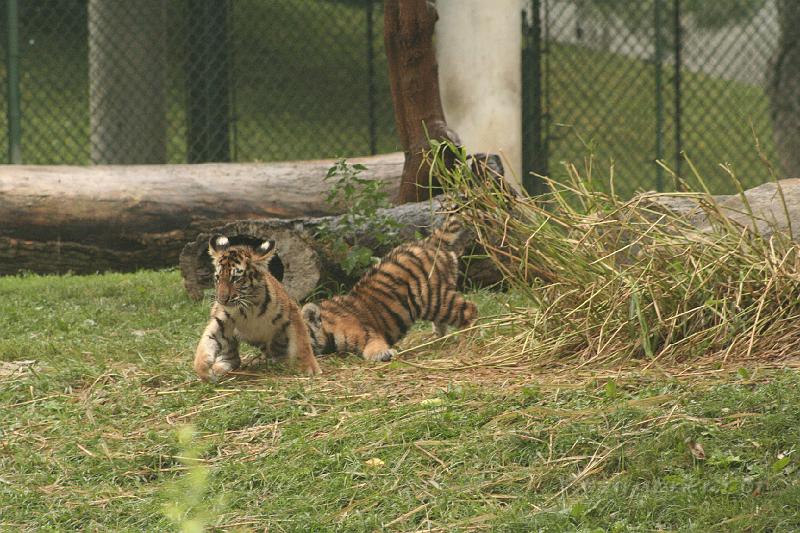 _MG_2187.JPG