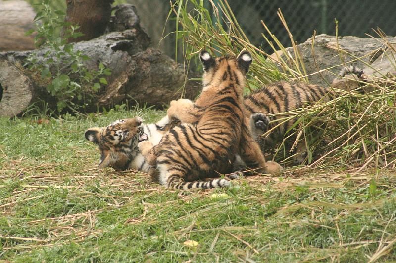_MG_2193.JPG