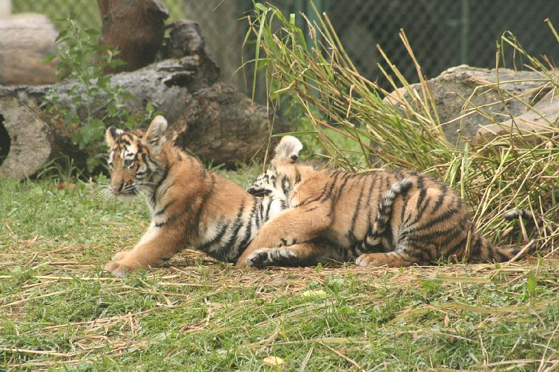 _MG_2194.JPG