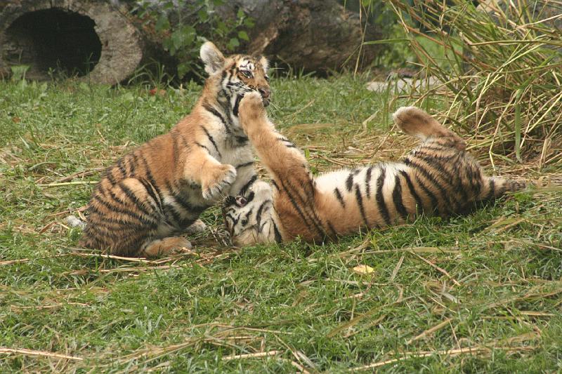 _MG_2195.JPG