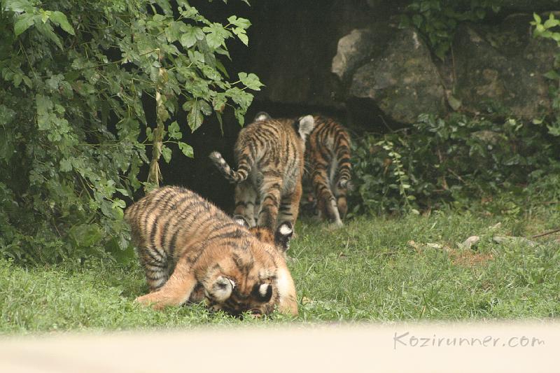 _MG_2200.JPG