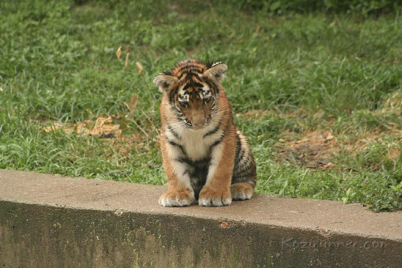 _MG_2207.JPG