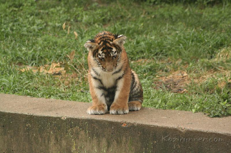 _MG_2208.JPG
