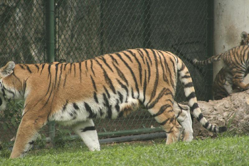 _MG_2217.JPG
