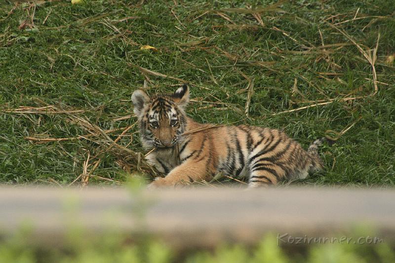 _MG_2222.JPG
