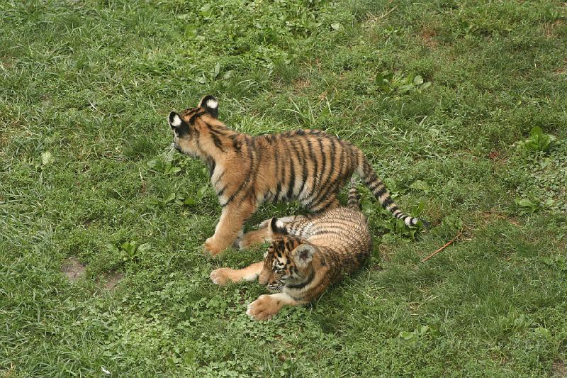 _MG_2230.JPG