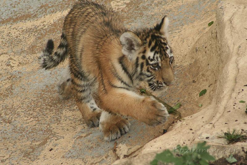 _MG_2232.JPG