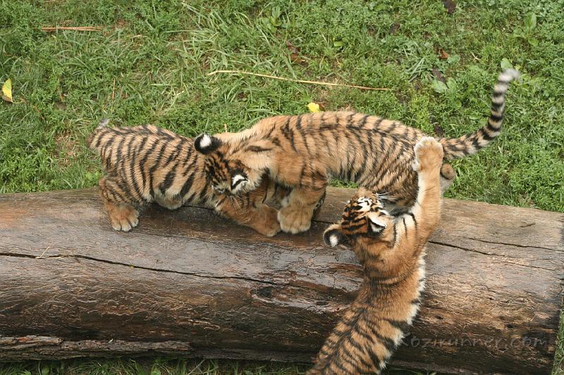 _MG_2248.JPG