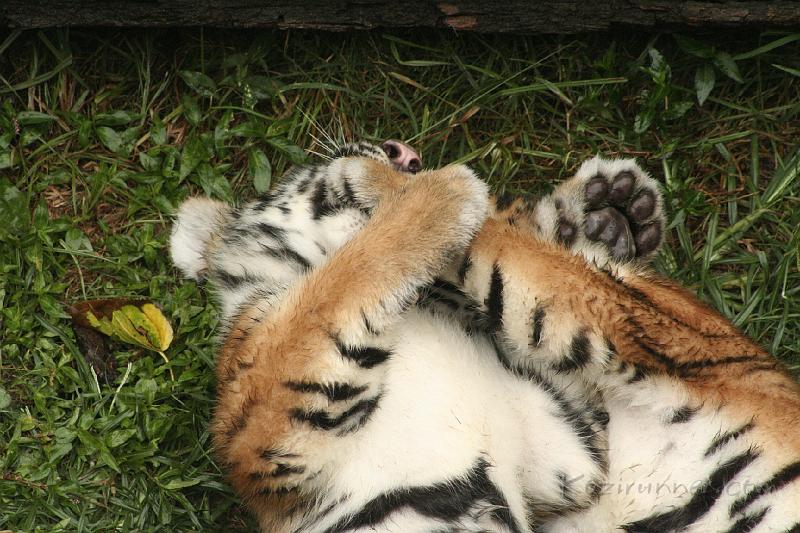 _MG_2254.JPG