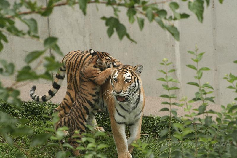 _MG_2263.JPG