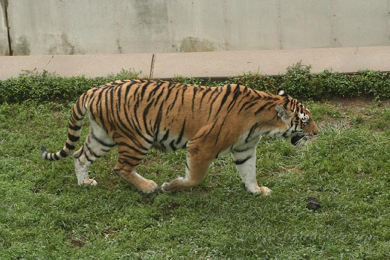 _MG_2264.JPG