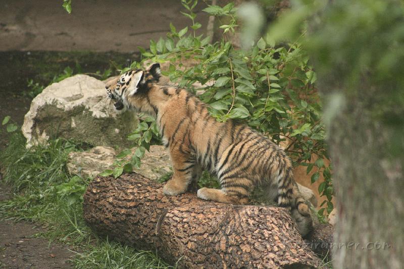 _MG_2267.JPG
