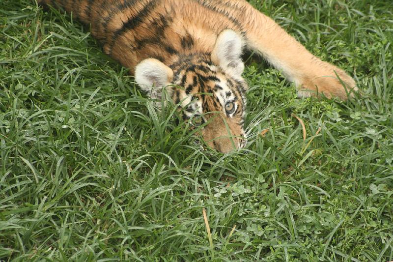 _MG_2270.JPG