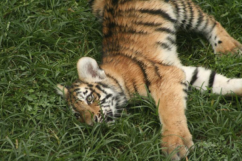 _MG_2271.JPG