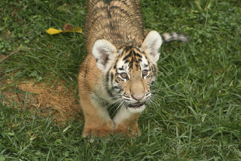 _MG_2274.JPG