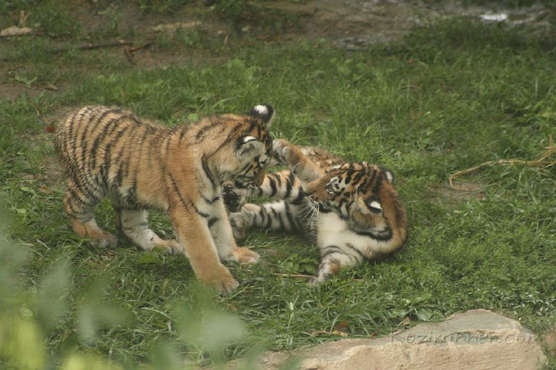 _MG_2284.JPG