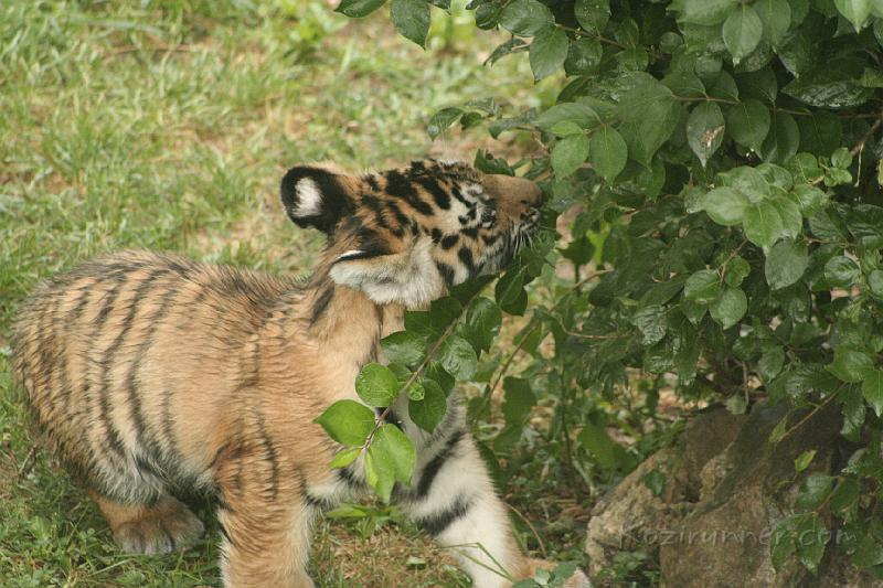 _MG_2291.JPG