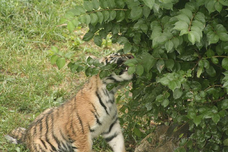 _MG_2292.JPG