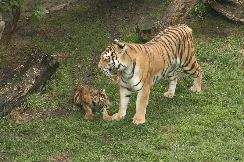 _MG_2293.JPG