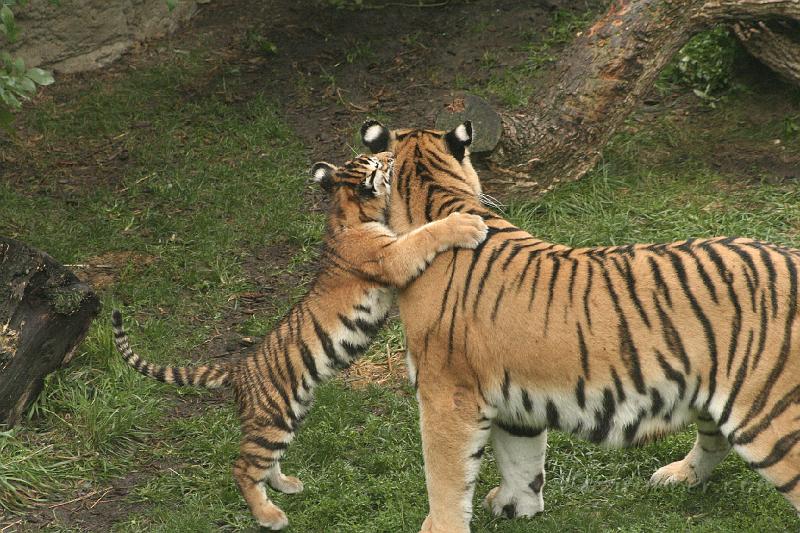 _MG_2294.JPG
