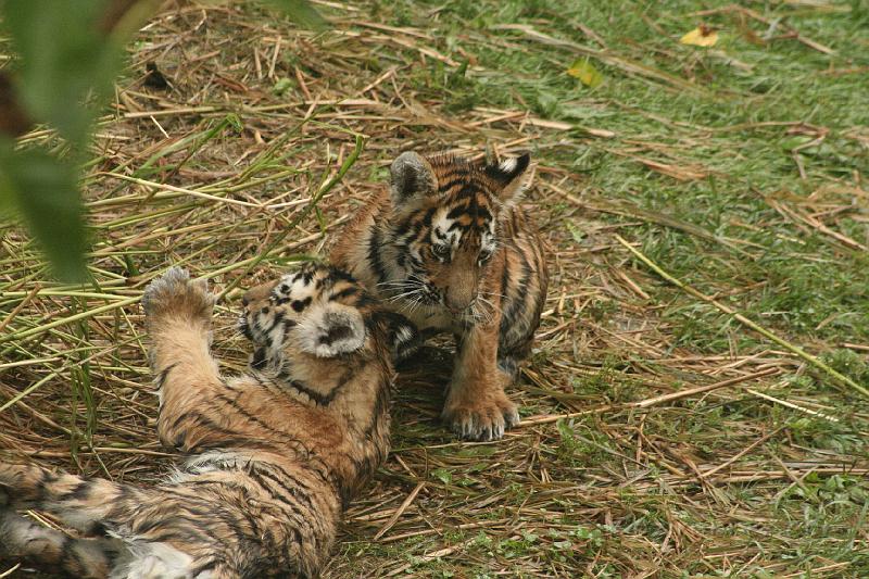 _MG_2318.JPG