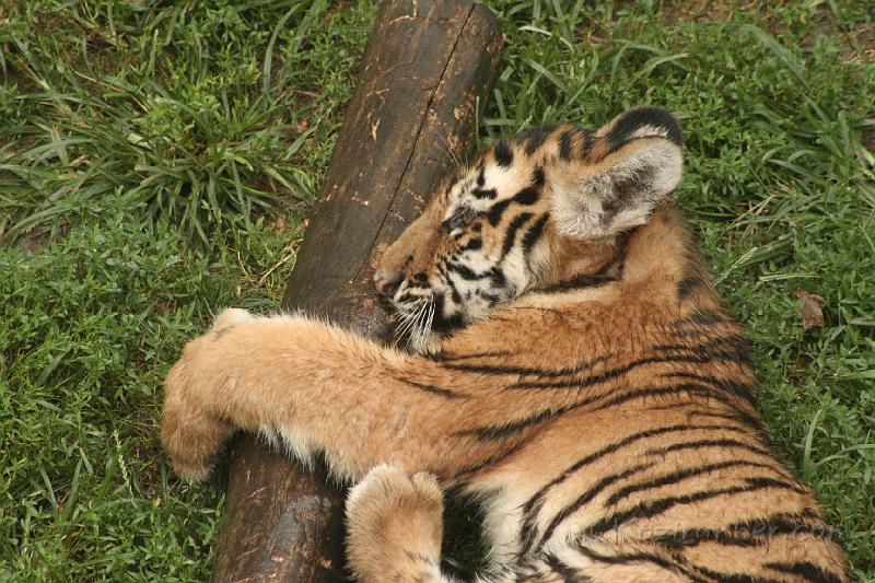 _MG_2325.JPG