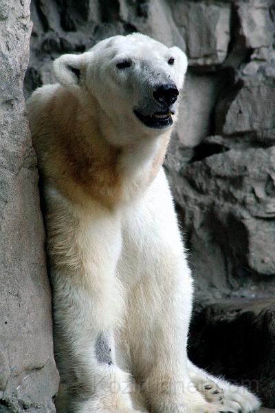 _MG_1383.jpg