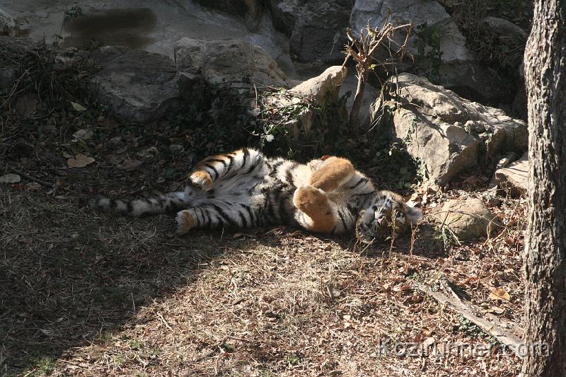 _MG_2650.JPG