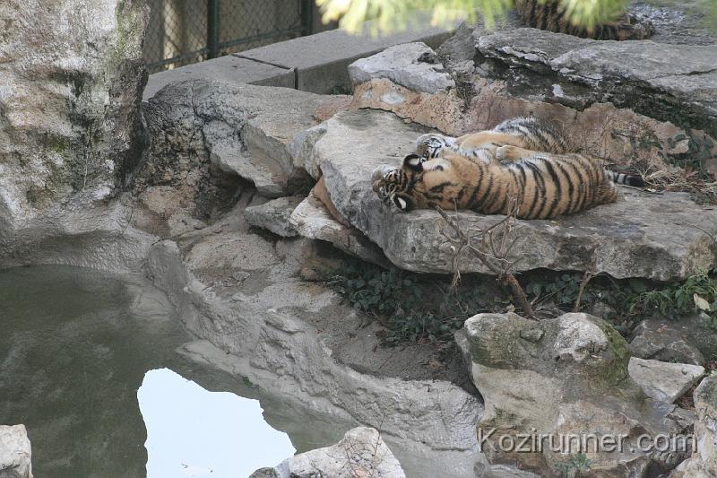 _MG_2664.JPG