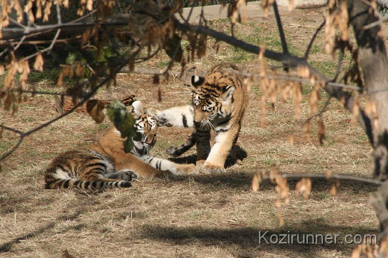_MG_2691.JPG