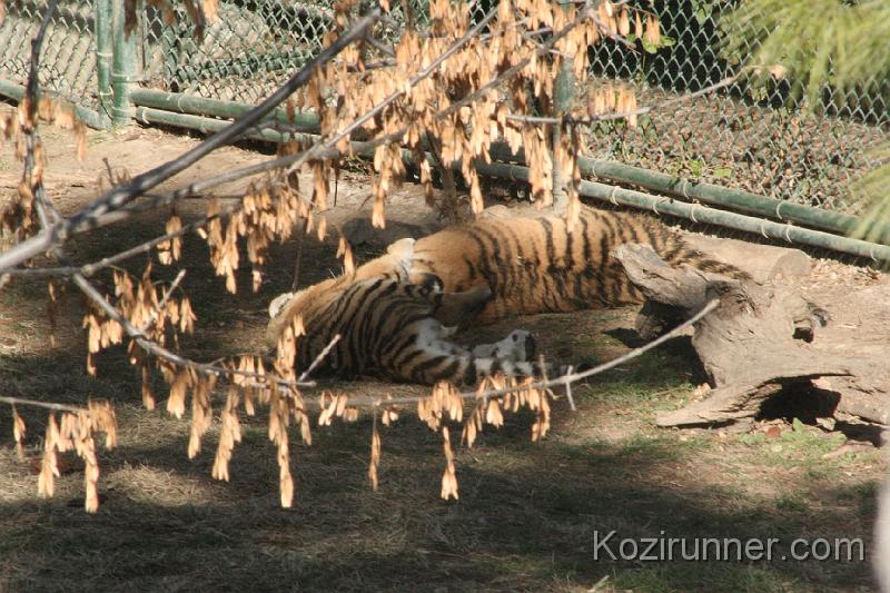 _MG_2698.JPG
