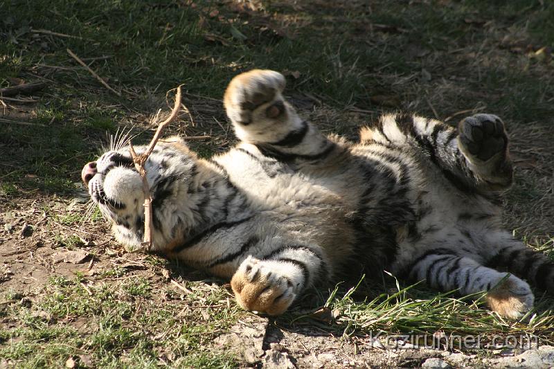 _MG_2711.JPG