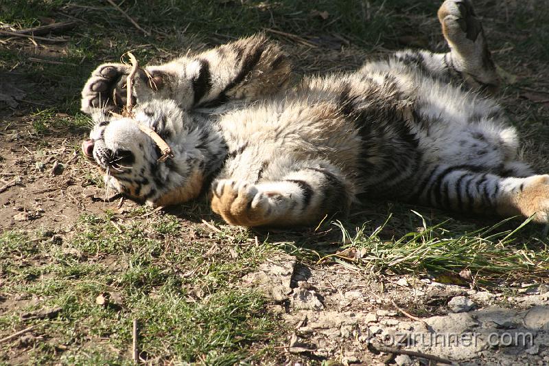 _MG_2712.JPG