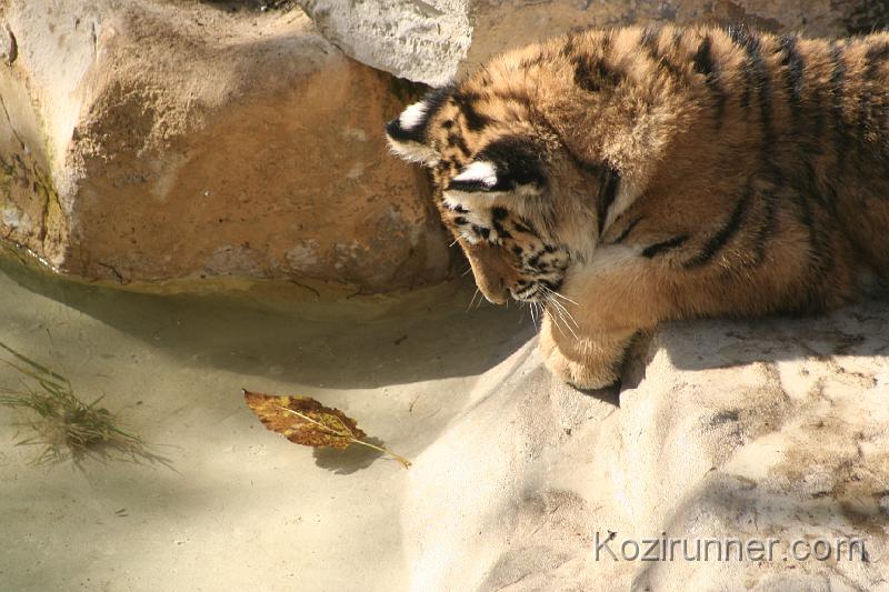 _MG_2738.JPG