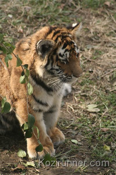 _MG_2779.JPG