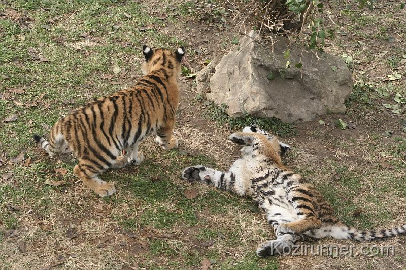 _MG_2809.JPG