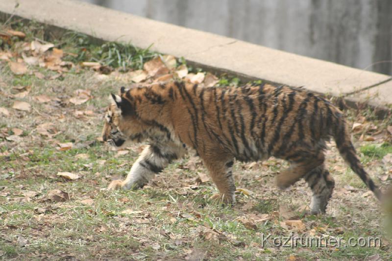 _MG_2821.JPG