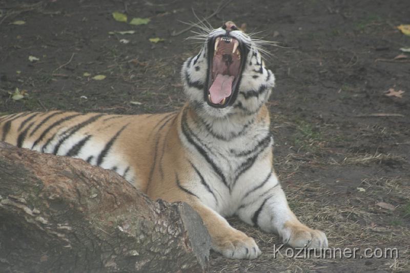 _MG_2906.JPG