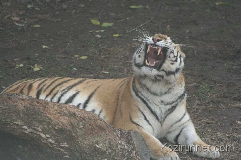 _MG_2907.JPG